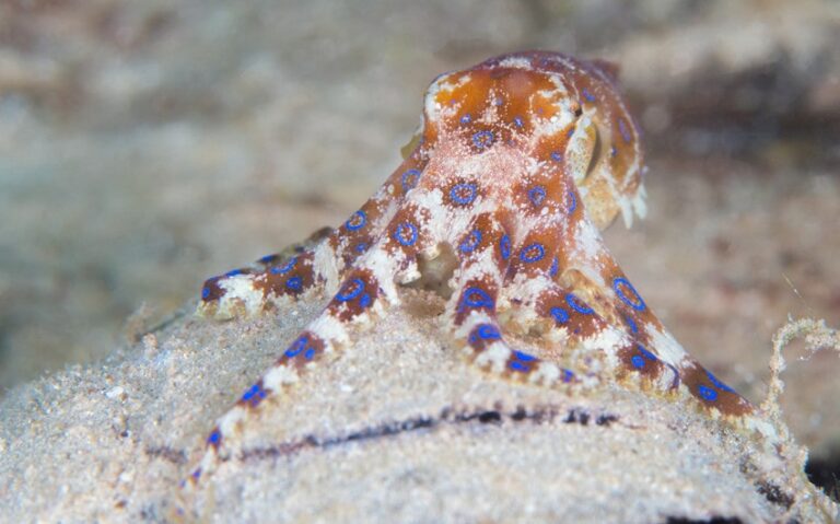 15 Cute But Deadly Animals You Shouldn’t Underestimate