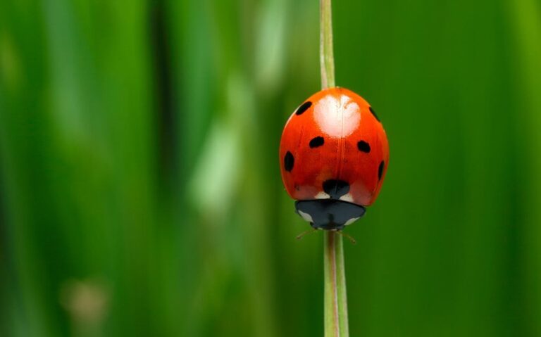 ladybug spiritual meaning