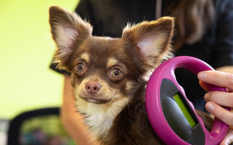 10 Reasons Not to Microchip Your Dog: A Thoughtful Look at the Risks and Concerns