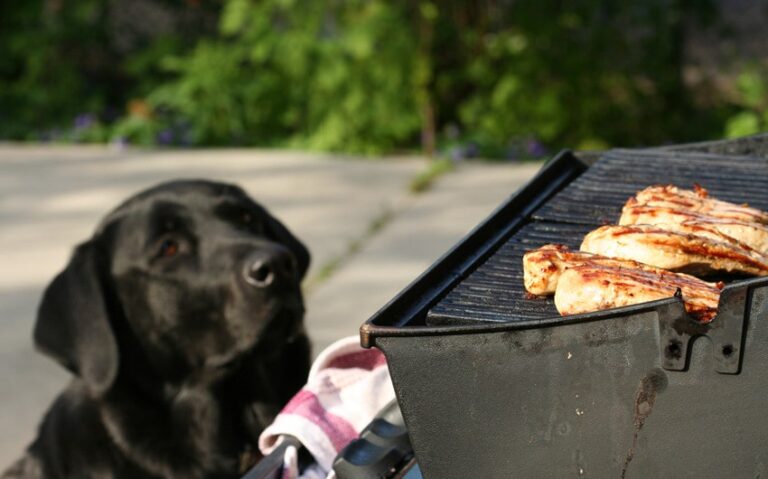 What Seasonings Can Dogs Have? Safe Herbs and Spices for Canine Diets